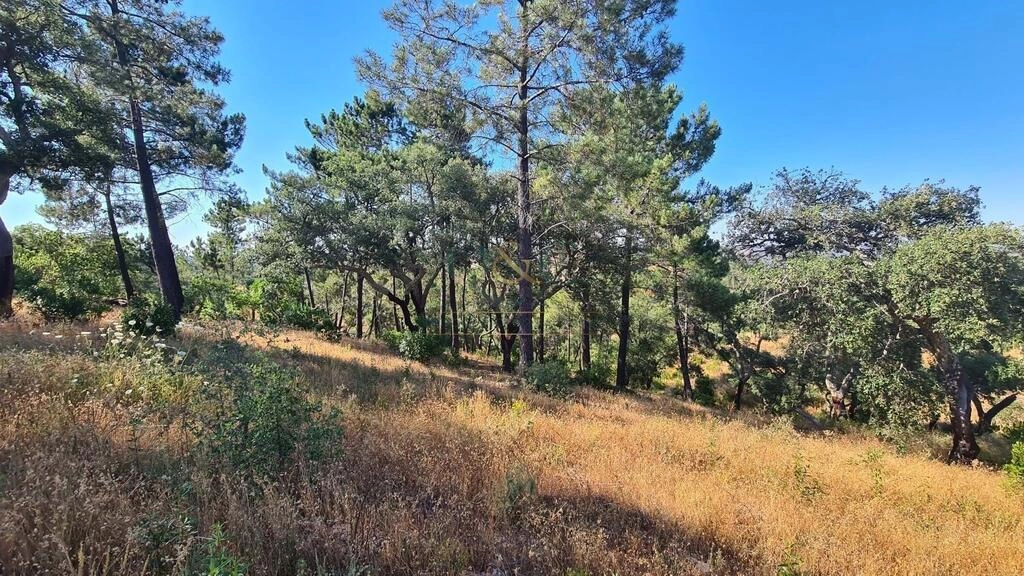 Land à vendre à São Brás de Alportel Land à vendre à São Brás de Alportel