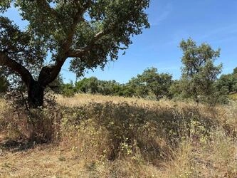 Land For Sale in Salir