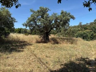 Land à vendre à Salir