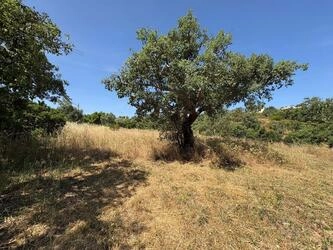 Land à vendre à Salir