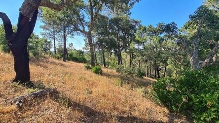 Land à vendre à São Brás de Alportel