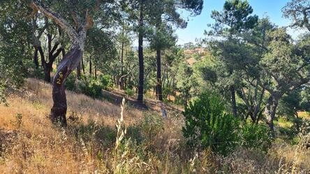 Land à vendre à São Brás de Alportel