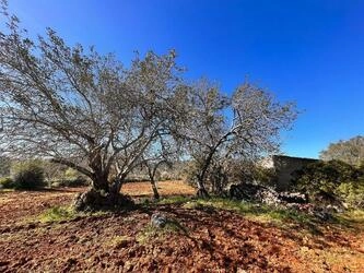 Ruin à vendre à São Brás de Alportel